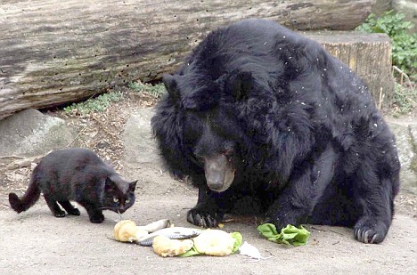 Cat and Bear share food